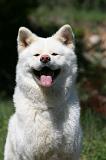 AKITA INU 410
